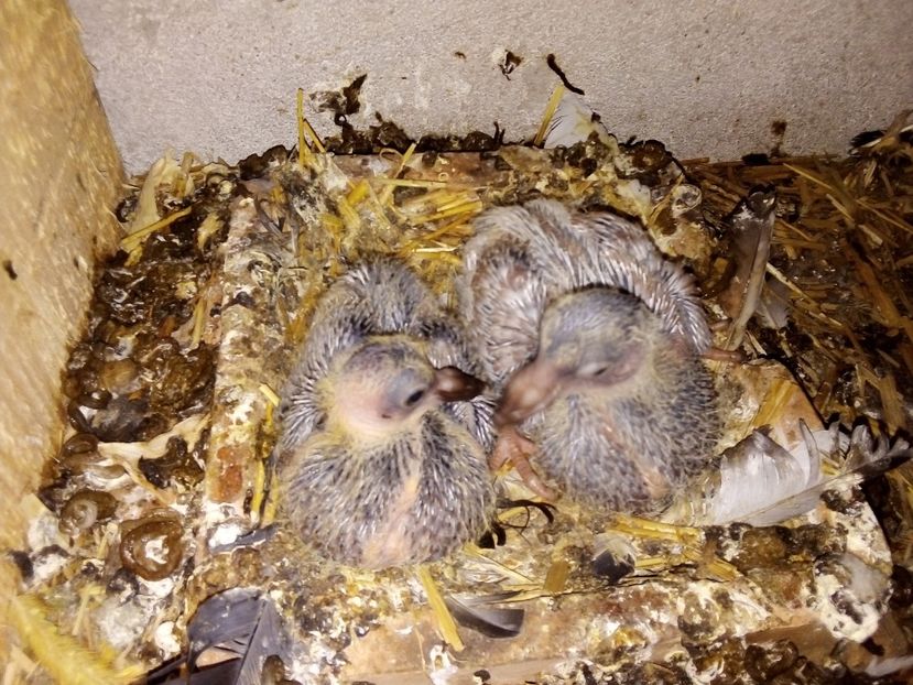  - Pui de porumbei voiajori 2019