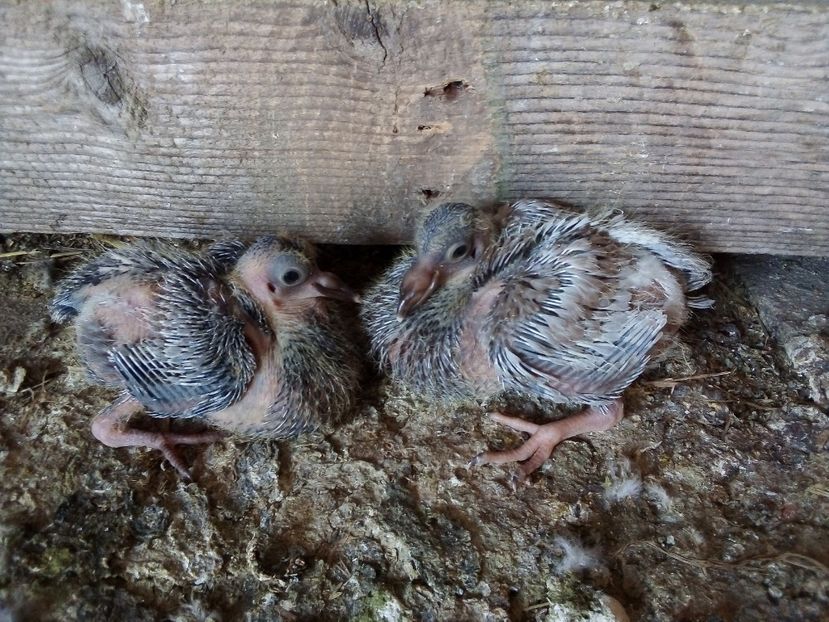  - Pui de porumbei voiajori 2019