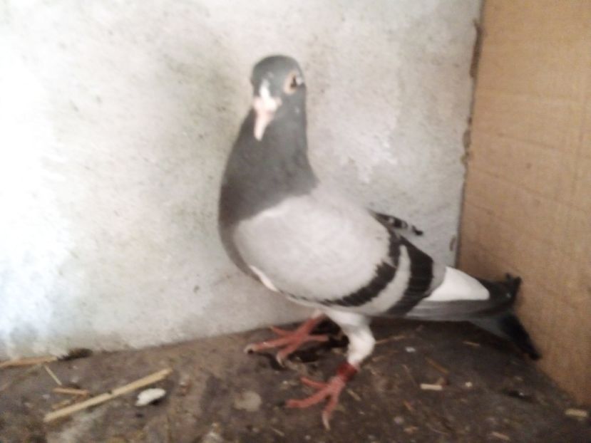  - Pui de porumbei voiajori 2019