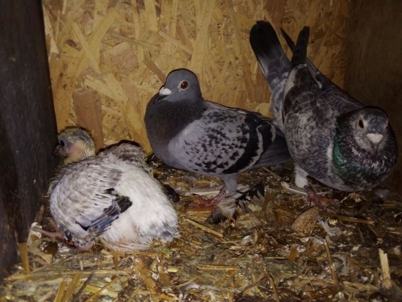  - Pui de porumbei voiajori 2019