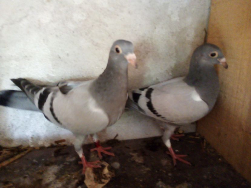  - Pui de porumbei voiajori 2019