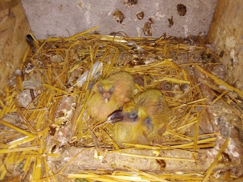  - Pui de porumbei voiajori 2019