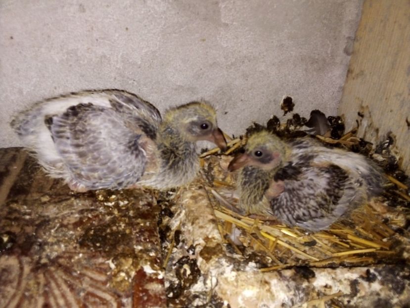  - Pui de porumbei voiajori 2019