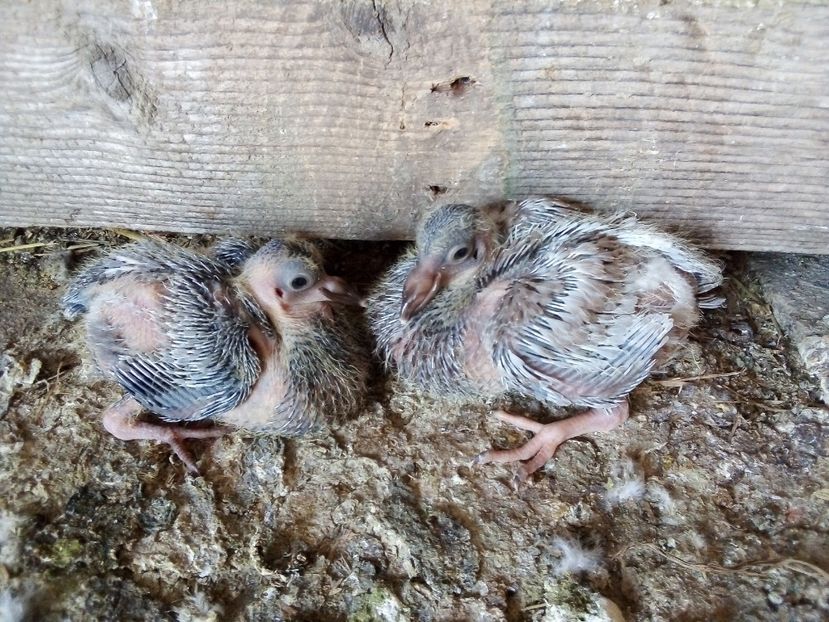  - Pui de porumbei voiajori 2019