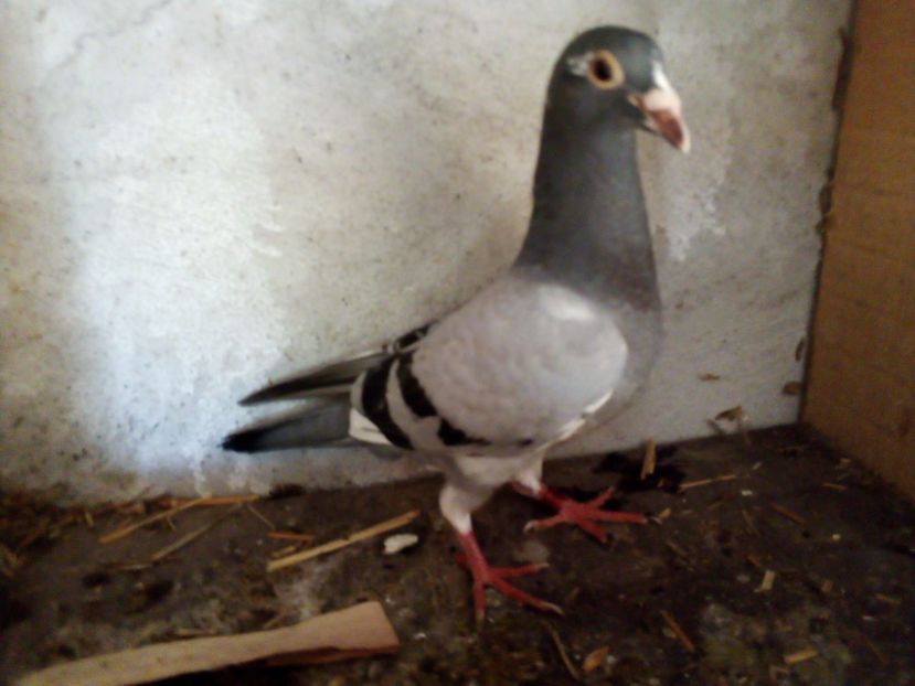  - Pui de porumbei voiajori 2019