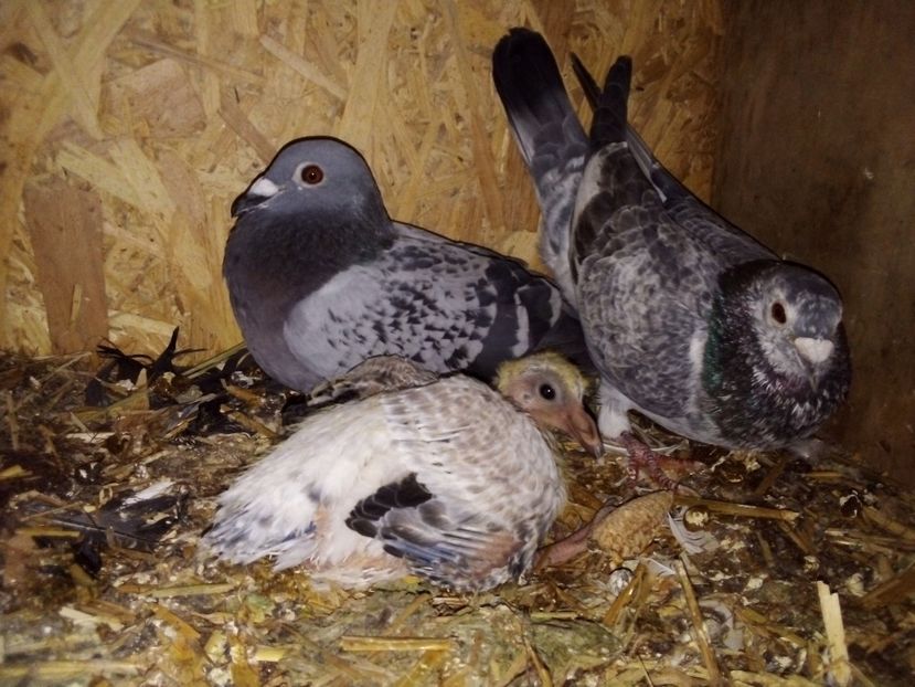  - Pui de porumbei voiajori 2019