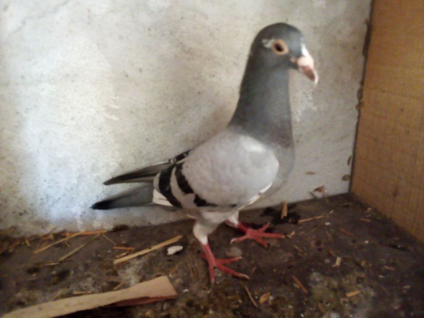  - Pui de porumbei voiajori 2019