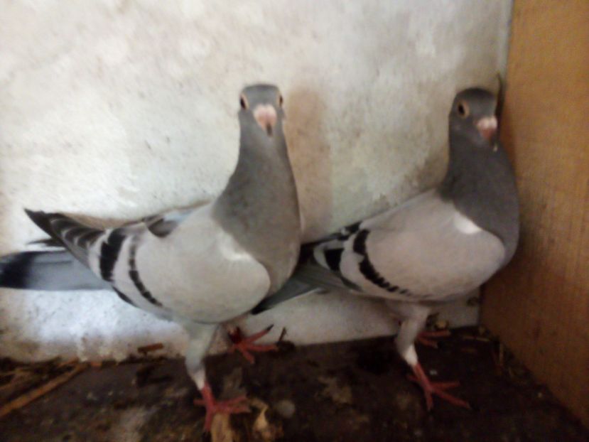  - Pui de porumbei voiajori 2019