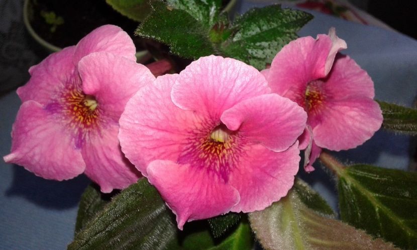 2 /Arleta Pink - 2019 - ACHIMENES