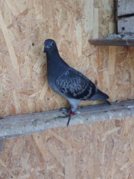  - Pui de porumbei voiajori 2019