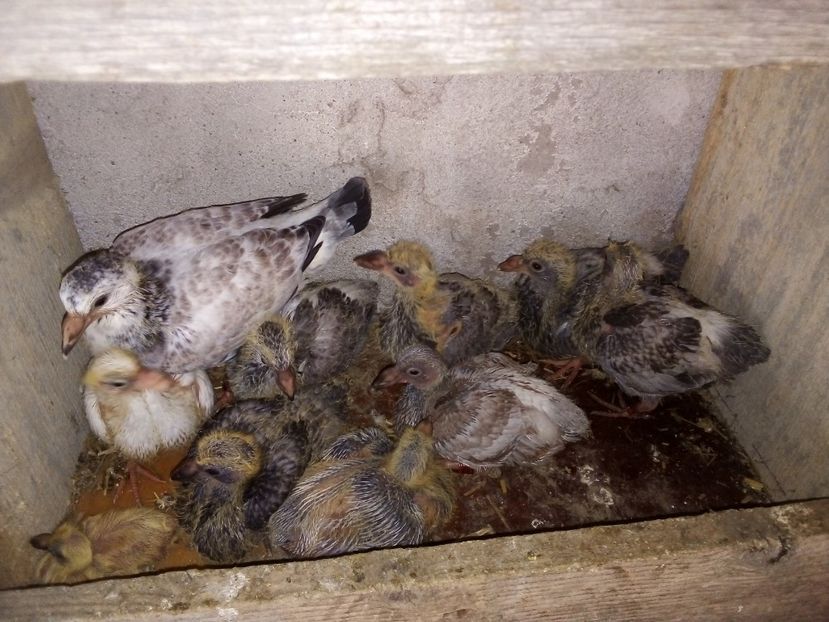  - Pui de porumbei voiajori 2019