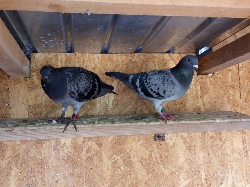  - Pui de porumbei voiajori 2019