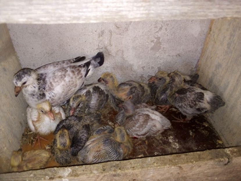  - Pui de porumbei voiajori 2019