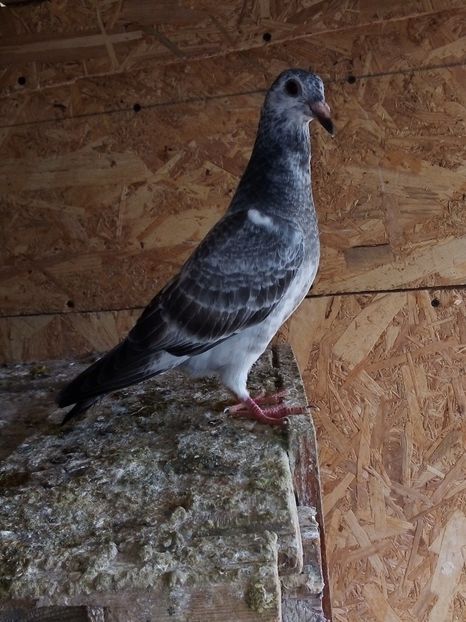  - Pui de porumbei voiajori 2019