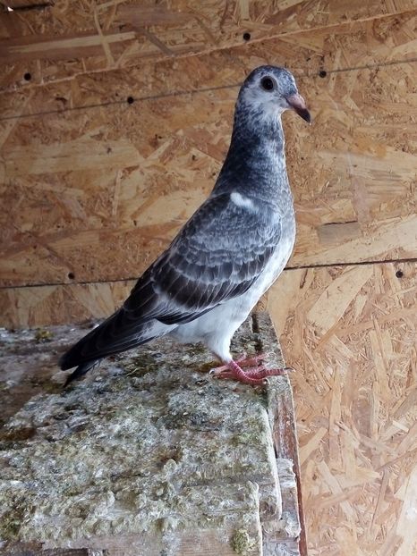  - Pui de porumbei voiajori 2019