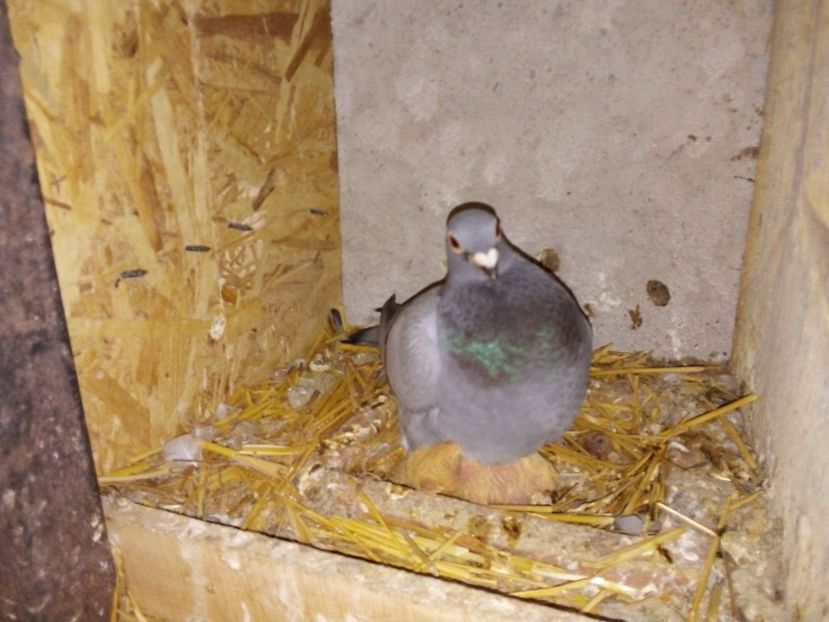  - Pui de porumbei voiajori 2019