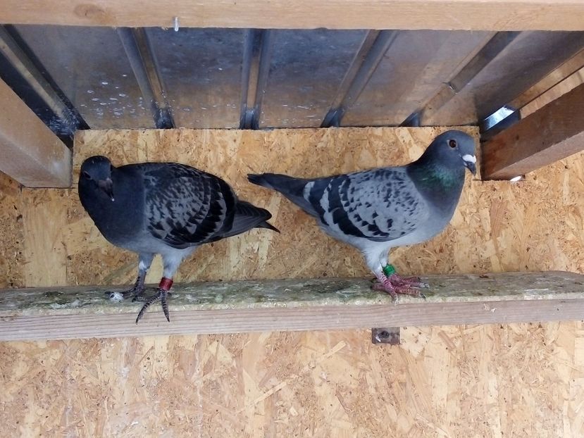  - Pui de porumbei voiajori 2019