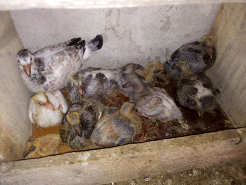  - Pui de porumbei voiajori 2019