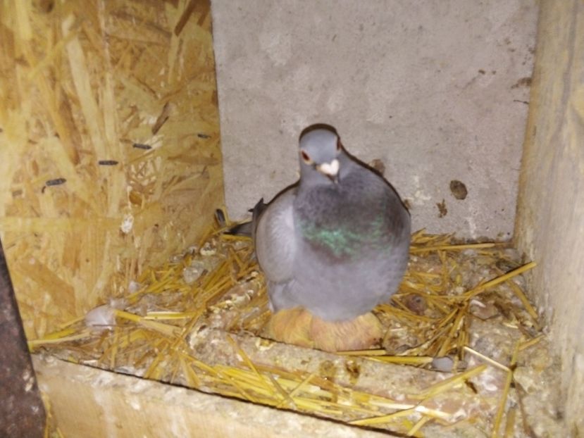  - Pui de porumbei voiajori 2019