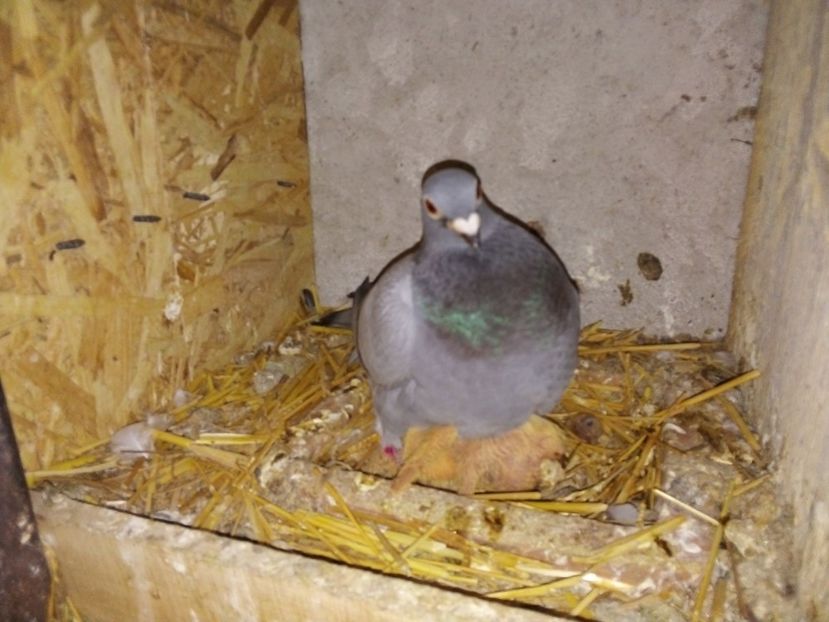  - Pui de porumbei voiajori 2019