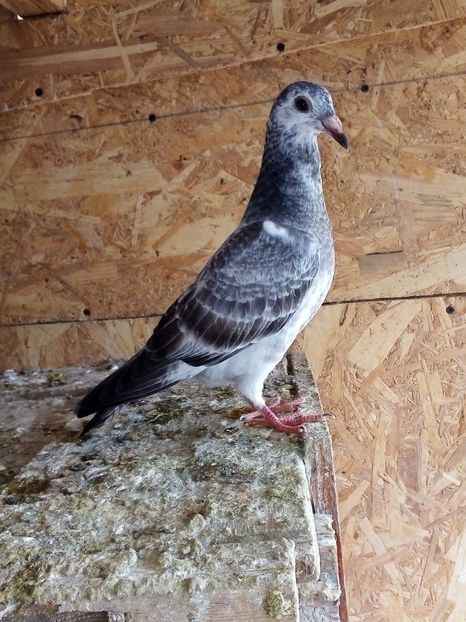  - Pui de porumbei voiajori 2019