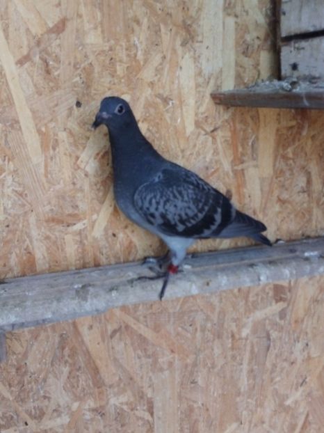  - Pui de porumbei voiajori 2019