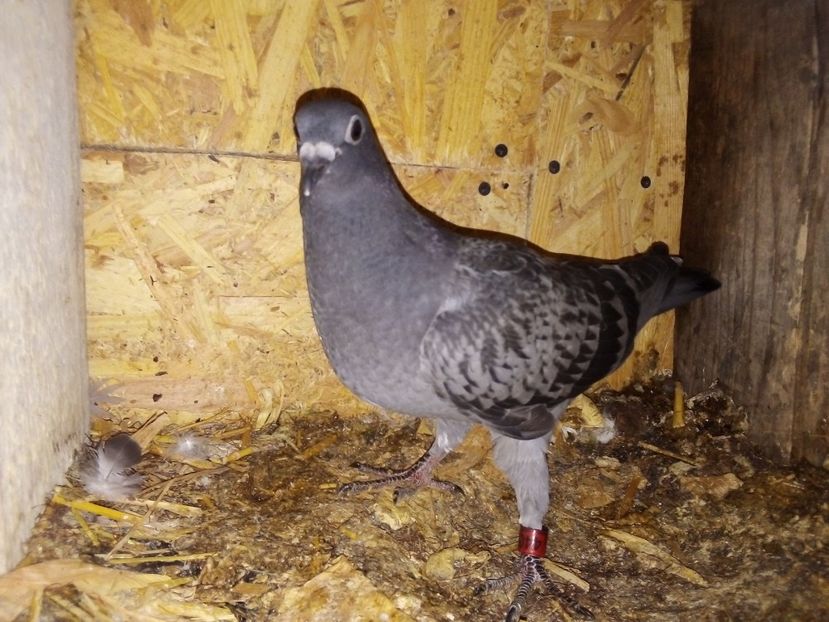  - Pui de porumbei voiajori 2019