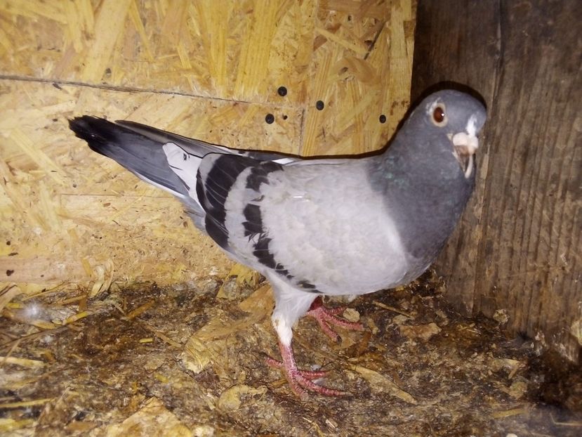  - Pui de porumbei voiajori 2019