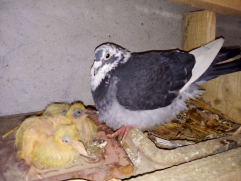  - Pui de porumbei voiajori 2019