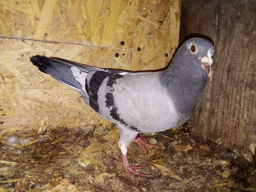  - Pui de porumbei voiajori 2019