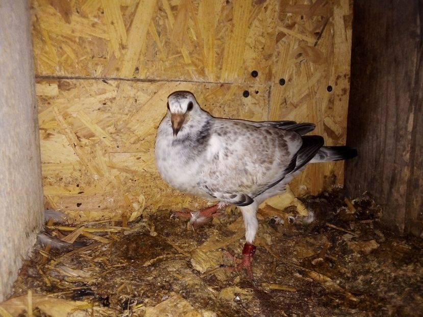  - Pui de porumbei voiajori 2019