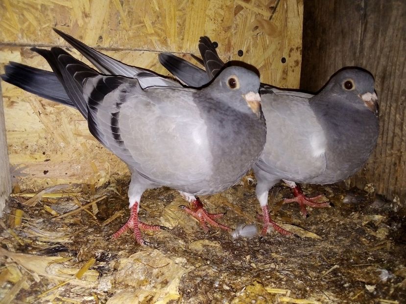  - Pui de porumbei voiajori 2019