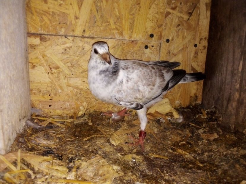  - Pui de porumbei voiajori 2019