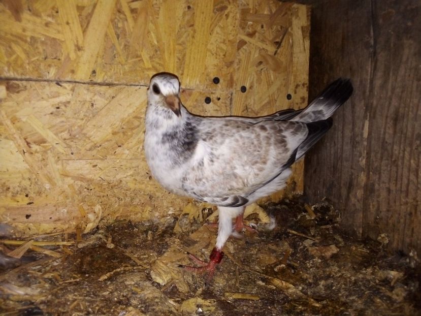  - Pui de porumbei voiajori 2019