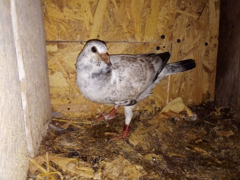  - Pui de porumbei voiajori 2019