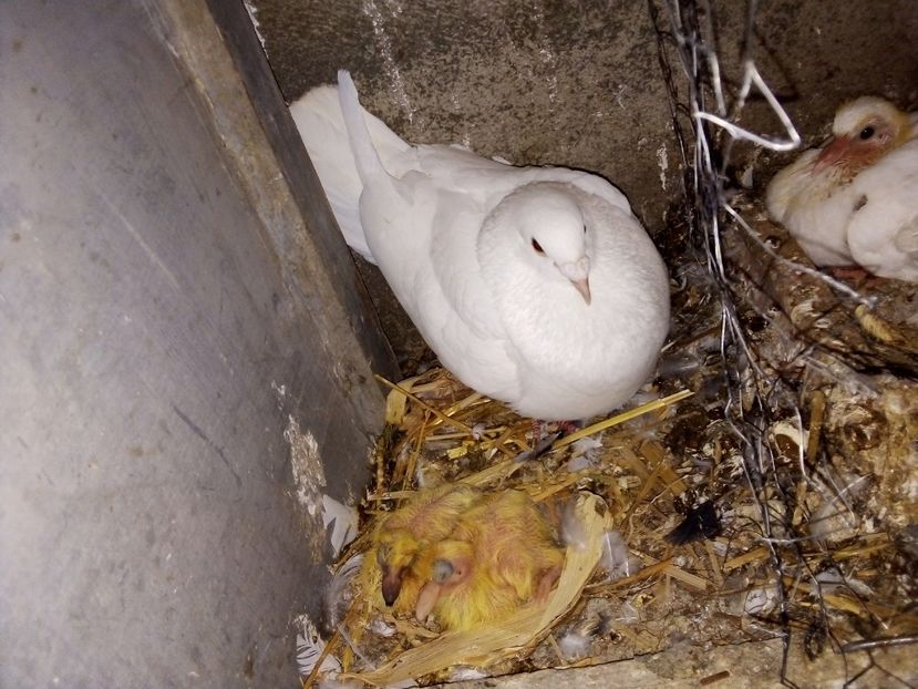  - Pui de porumbei voiajori 2019