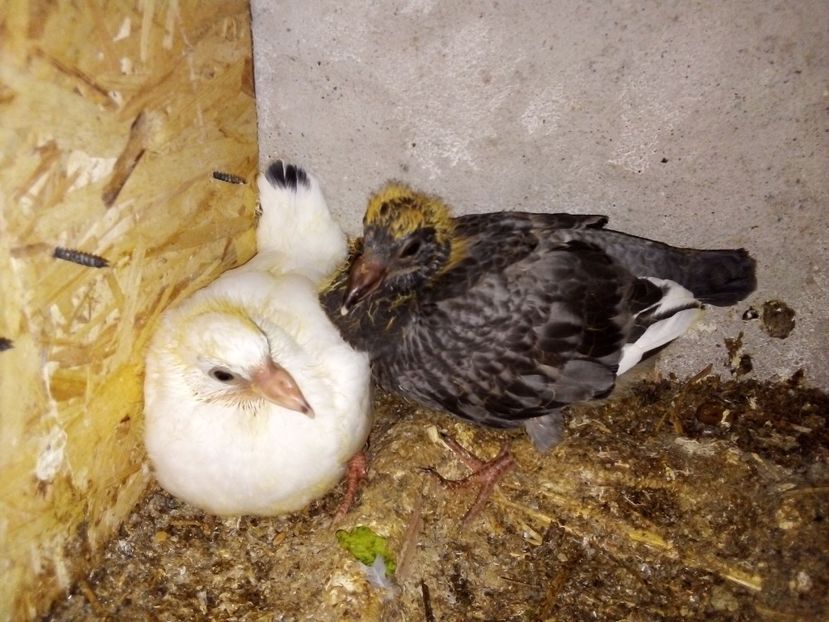  - Pui de porumbei voiajori 2019