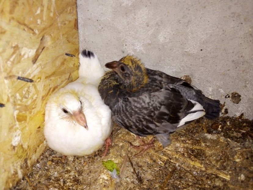  - Pui de porumbei voiajori 2019