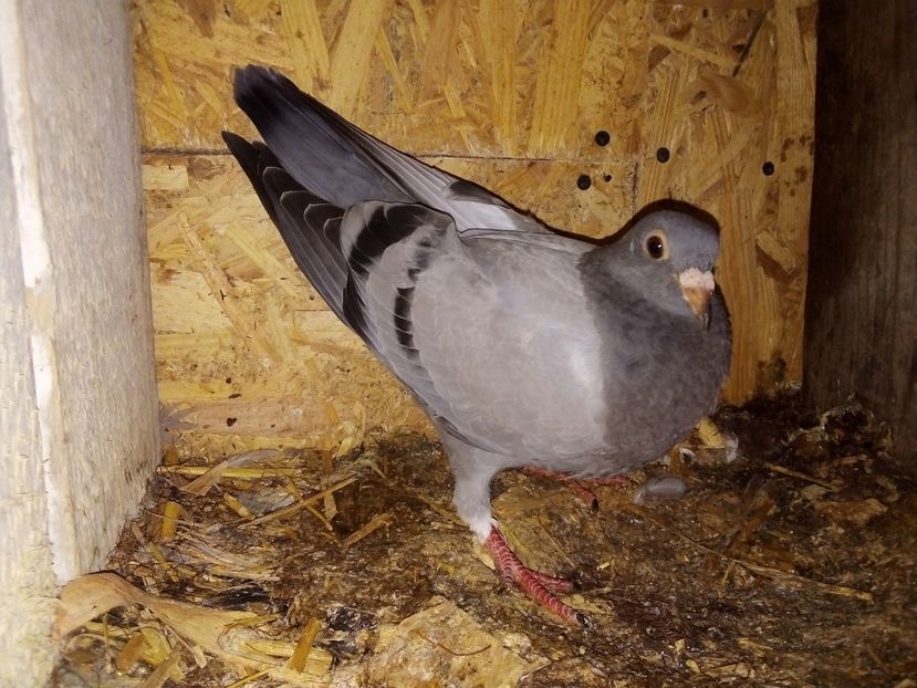  - Pui de porumbei voiajori 2019