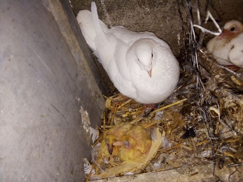  - Pui de porumbei voiajori 2019