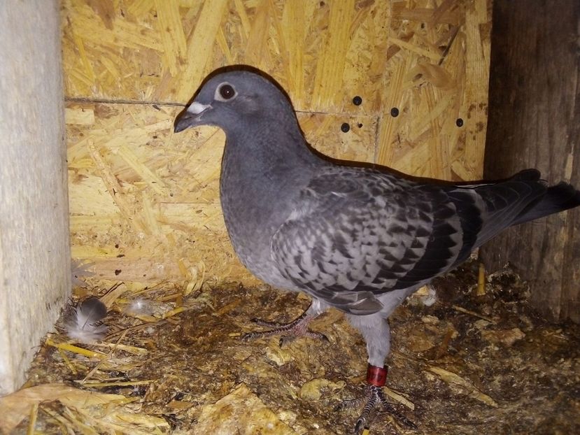  - Pui de porumbei voiajori 2019