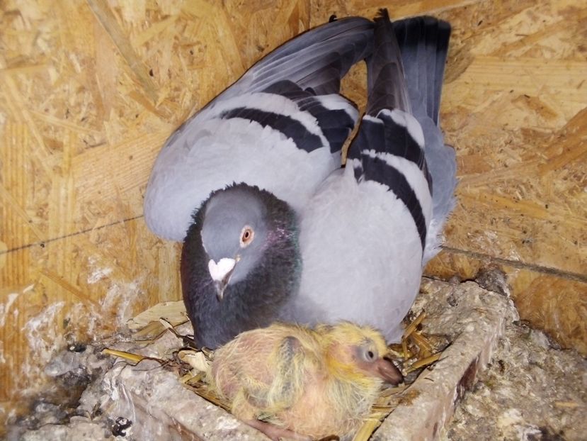  - Pui de porumbei voiajori 2019