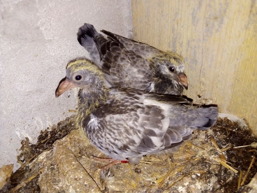  - Pui de porumbei voiajori 2019