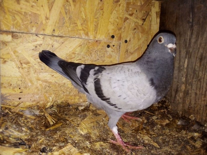  - Pui de porumbei voiajori 2019