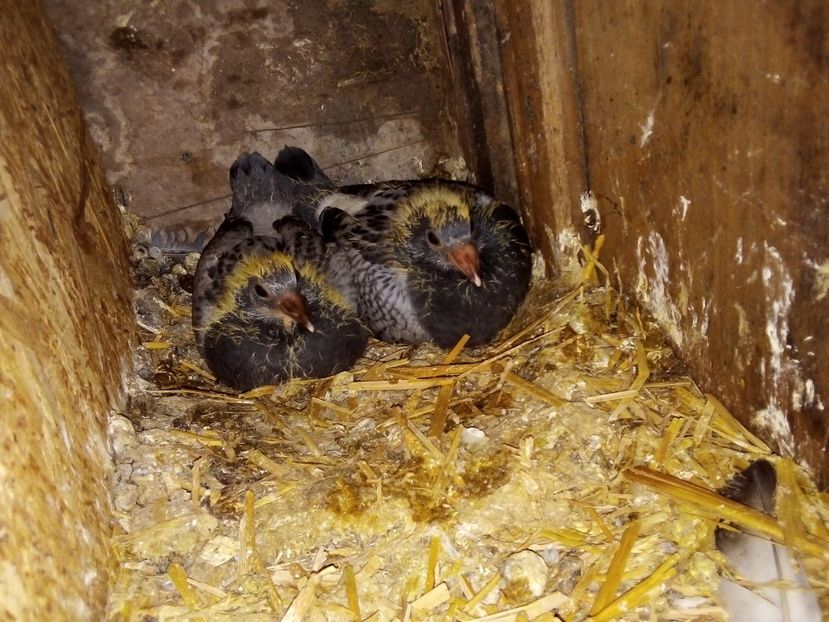  - Pui de porumbei voiajori 2019