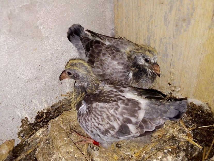  - Pui de porumbei voiajori 2019