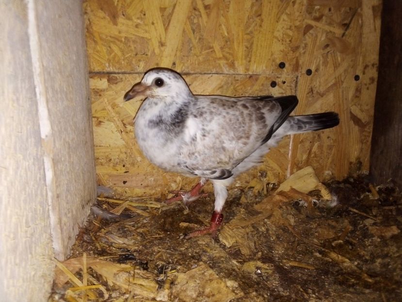  - Pui de porumbei voiajori 2019