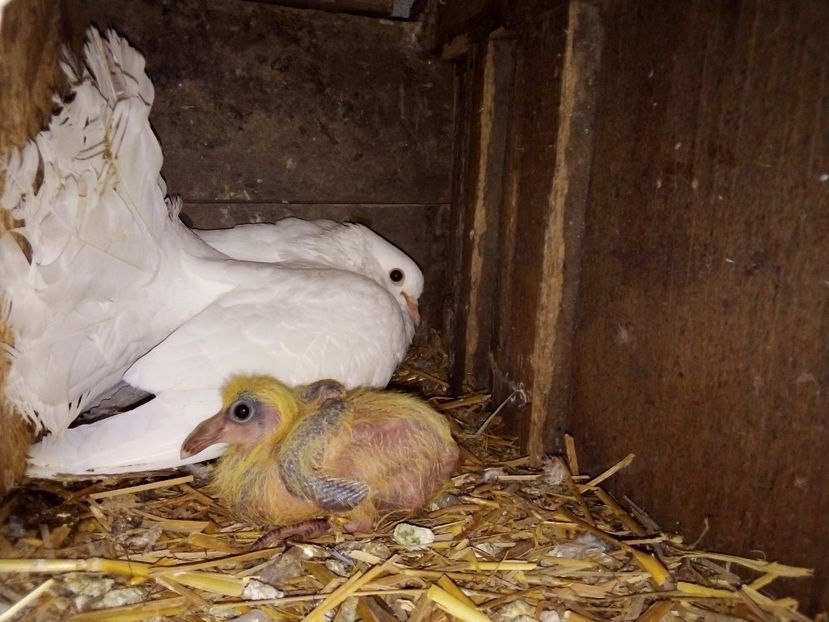  - Pui de porumbei voiajori 2019