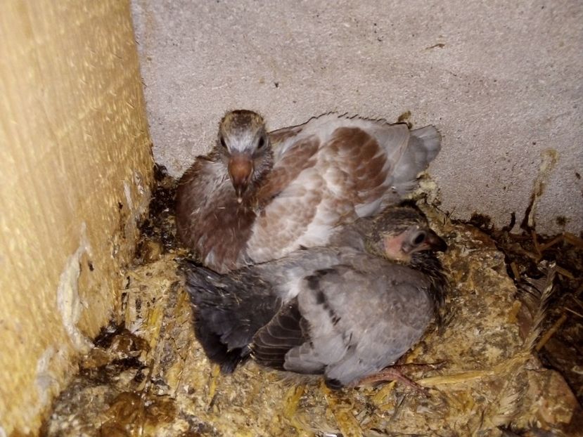  - Pui de porumbei voltați 2019