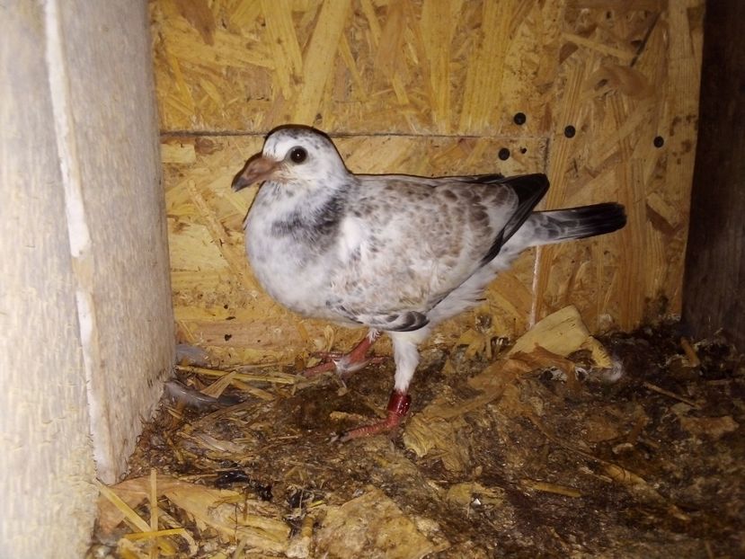  - Pui de porumbei voiajori 2019